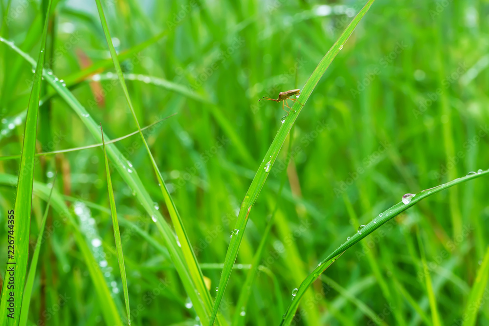 The insect on the grass on a nature background. The insect on the grass on a nature background.