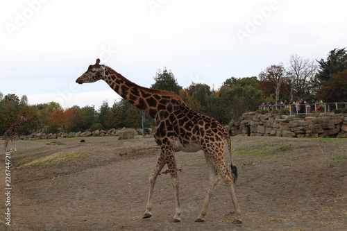 Giraffe wandering around Dublin Zoo