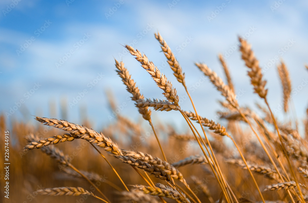 Fototapeta premium Golden wheat ears or rye close-up. A fresh crop of rye.