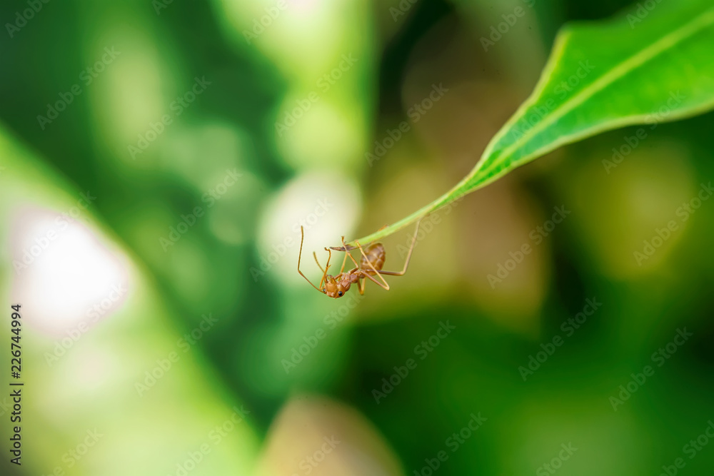 Single red ant alone on the mango leaves. Single red ant alone on the mango leaves.