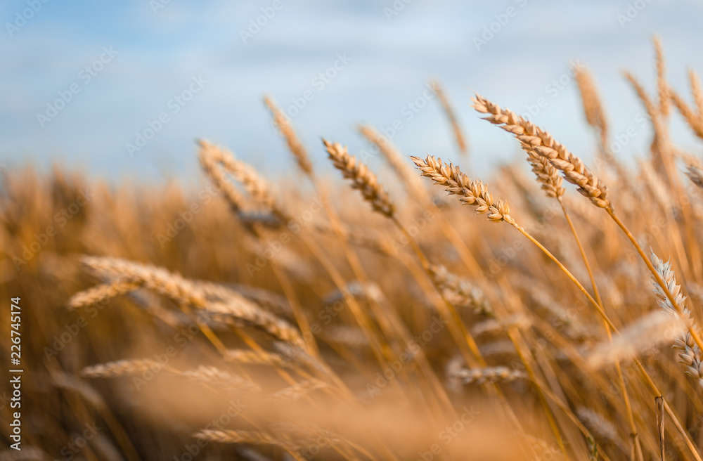 Golden wheat ears or rye close-up. A fresh crop of rye. Golden wheat ears or rye close-up. A fresh crop of rye.