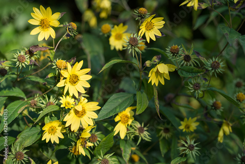 Blumen im Herbst  Helianthus microcephalus 