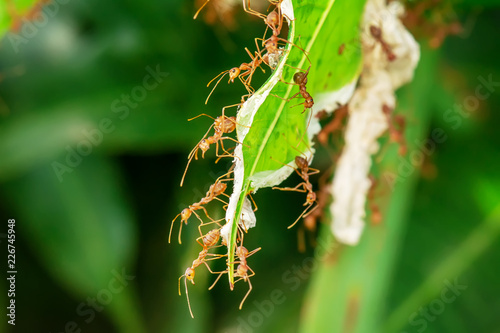 The red ants walking in and out of the nest on the mango leaves.