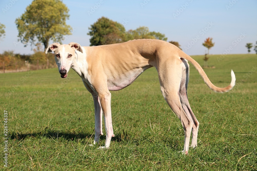 beautiful brown galgo is standing on a field in the sunshine beautiful brown galgo is standing on a field in the sunshine