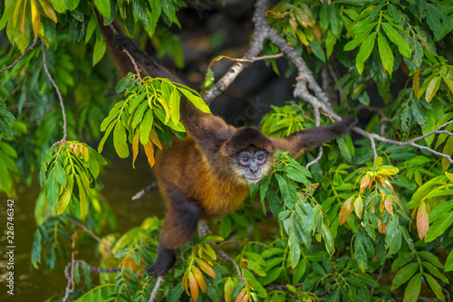 Obraz na płótnie Spider monkey screaming in tree in Nicaragua on Monkey Island