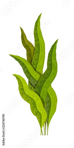 Seaweed green on a white background. Medicinal food additive spirulina. Cartoon style. Medication. Vector illustration