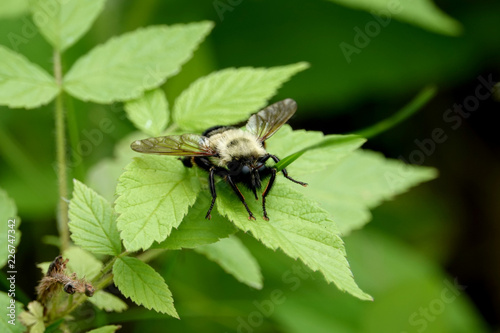 Beelike Robber Fly on Leaf photo