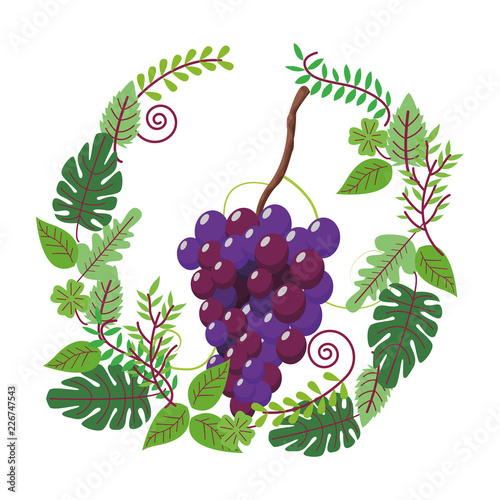 Fototapeta Naklejka Na Ścianę i Meble -  Wine grapes fruit