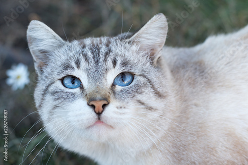 beautiful fluffy white cat with blue eyes