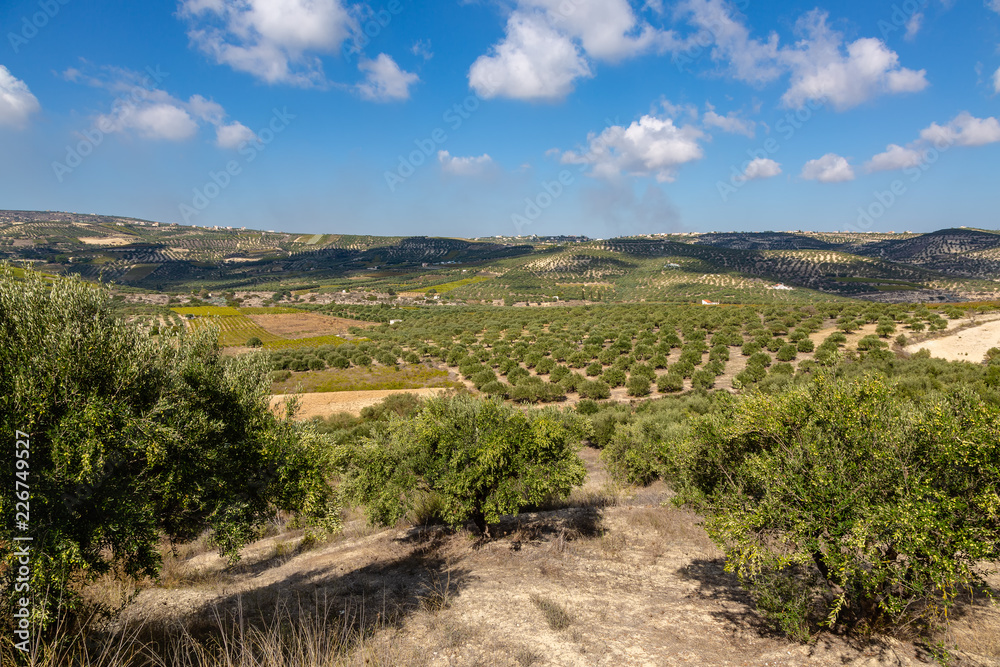 Olive planting on the island of Crete, Greece Olive planting on the island of Crete, Greece