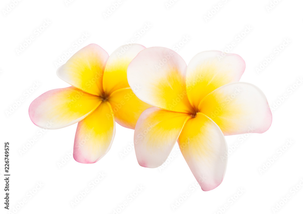 Naklejka premium frangipani flowers isolated