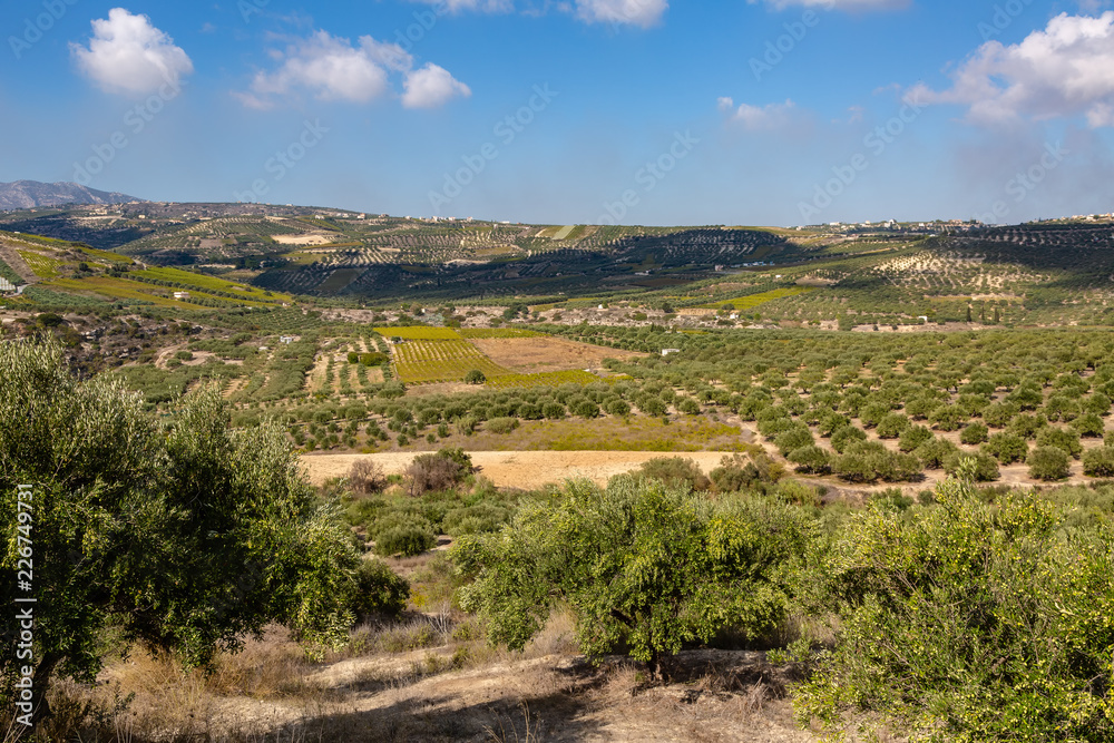 Olive planting on the island of Crete, Greece