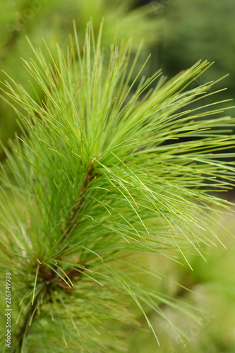 Bhutan pine
