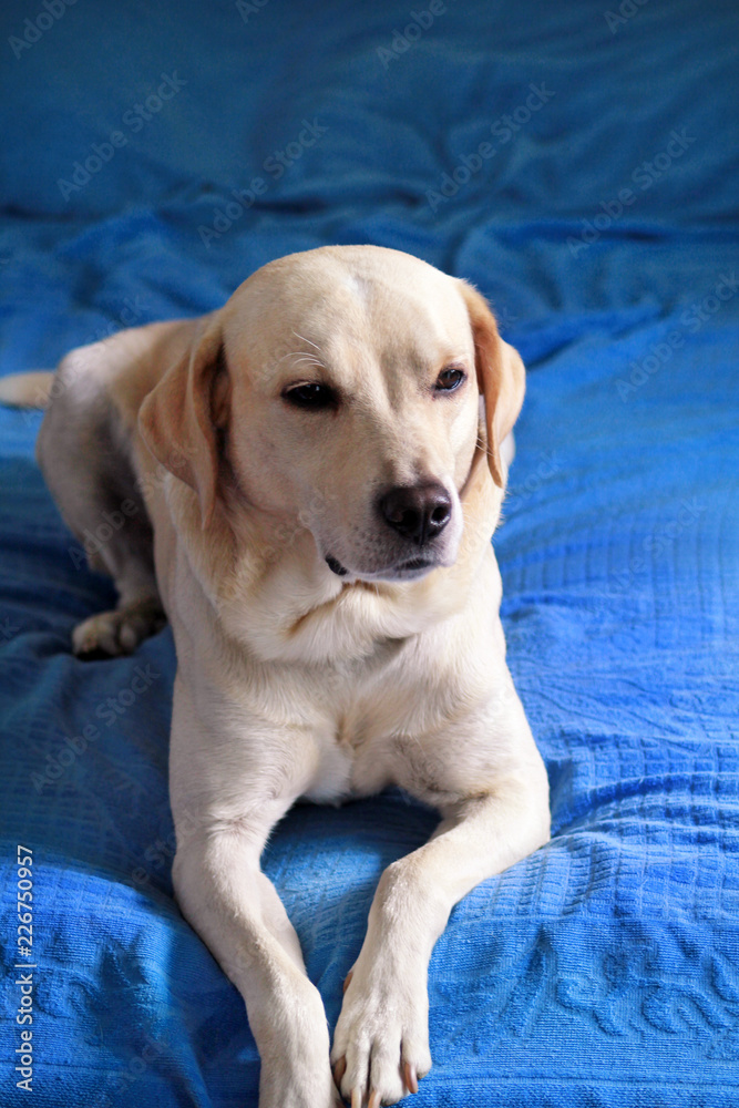 Obraz premium Dog is resting at home. Photo of yellow labrador retriever dog posing and resting on bed for photo shoot. Portrait of cute labrador, enjoying and resting on a blue bed, poses in front of the camera.