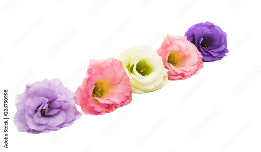 Fototapeta premium eustoma flower isolated