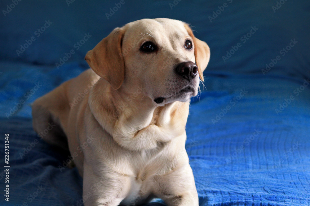 Dog is resting at home. Photo of yellow labrador retriever dog posing and resting on bed for photo shoot. Portrait of cute labrador, enjoying and resting on a blue bed, poses in front of the camera. Dog is resting at home. Photo of yellow labrador retriever dog posing and resting on bed for photo shoot. Portrait of cute labrador, enjoying and resting on a blue bed, poses in front of the camera.