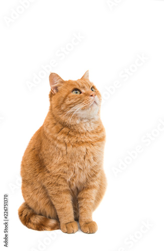 ginger cat isolated