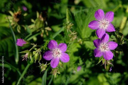 Cranesbill, Splügen village meadow, Swiss Alps