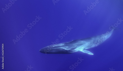 Fotografia Fin whale, Atlantic Ocean, The Azores, Portugal