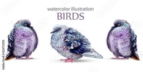 Pigeon birds watercolor Vector. Colorful painted style illustrations