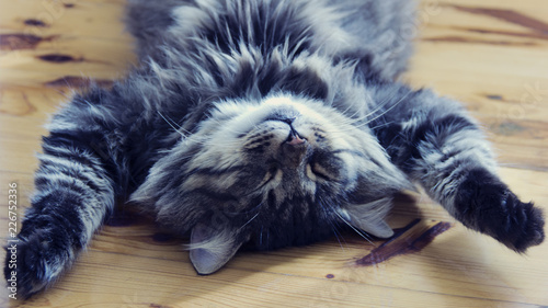 Fotografie, Obraz sleeping big cat. photo. dream. relax. portrait
