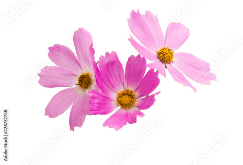 Cosmea flowers isolated