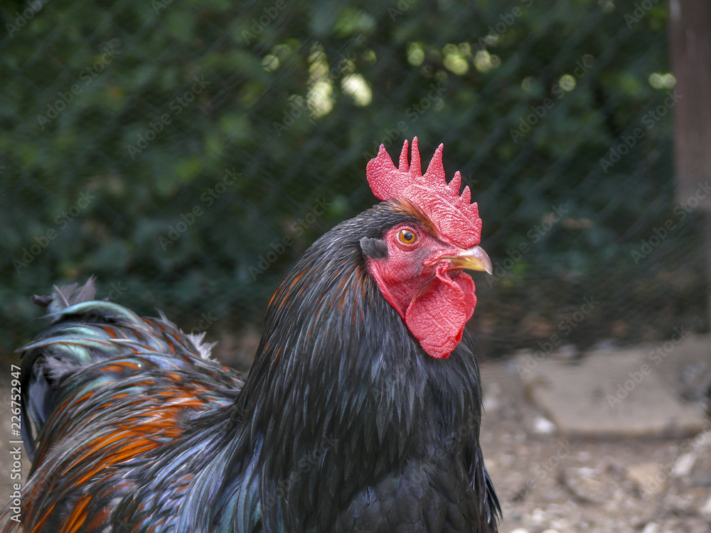 Black and orange rooster with a red comb ,a cockscomb, in a chicken coop made of net, with a green foliage background.