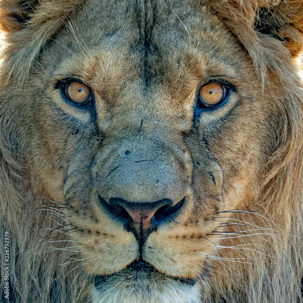 Naklejka male lion eyes close up