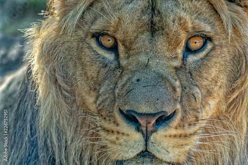 male lion eyes close up