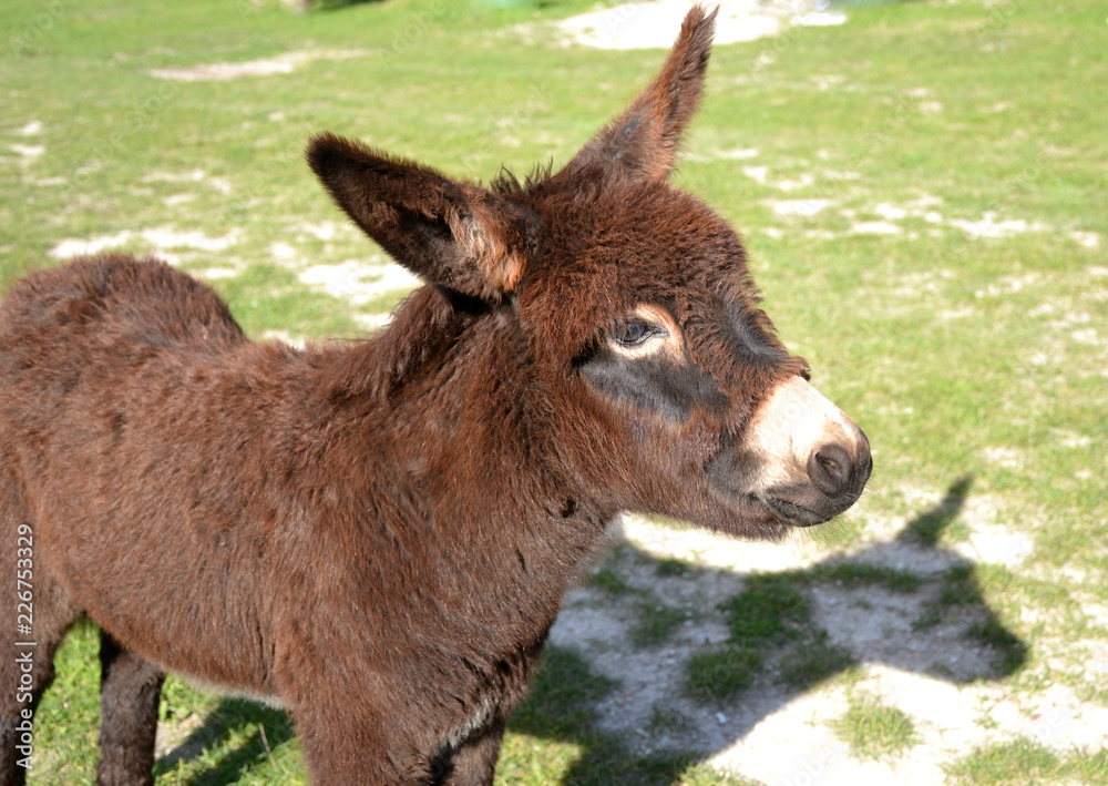 home donkey grazing on the green lawn 