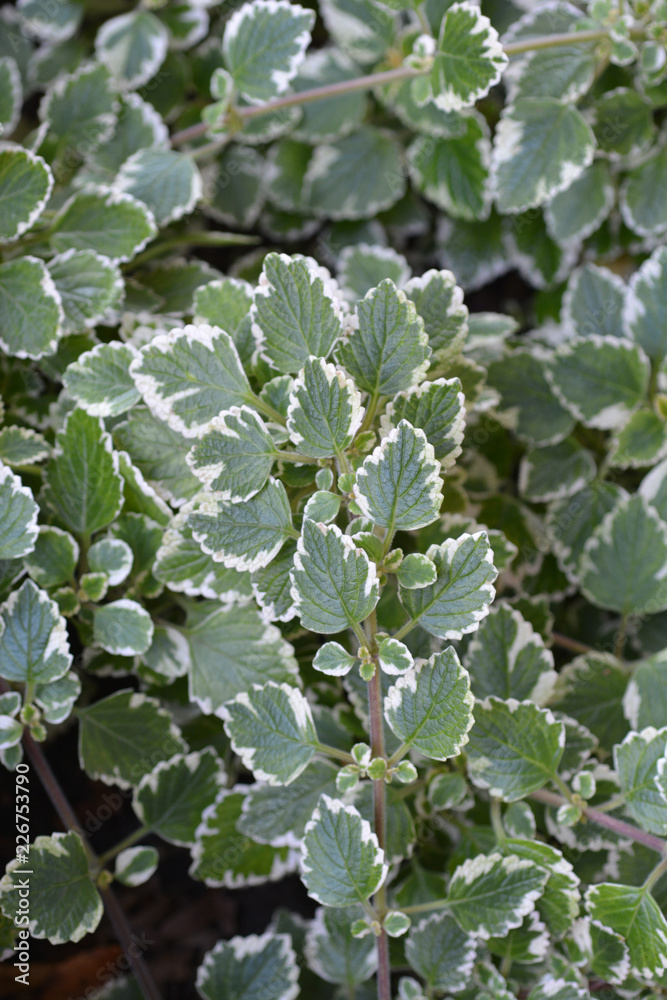 Swedish ivy Swedish ivy