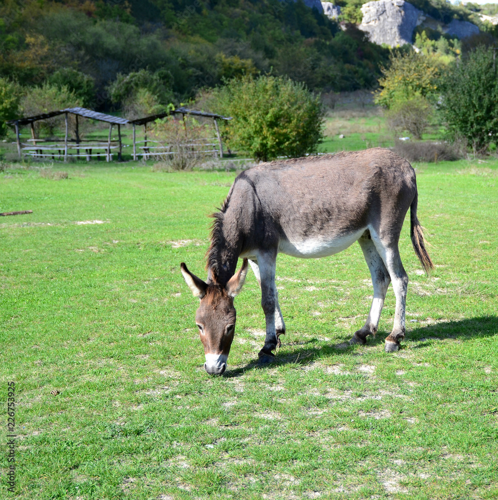 home donkey grazing on the green lawn home donkey grazing on the green lawn