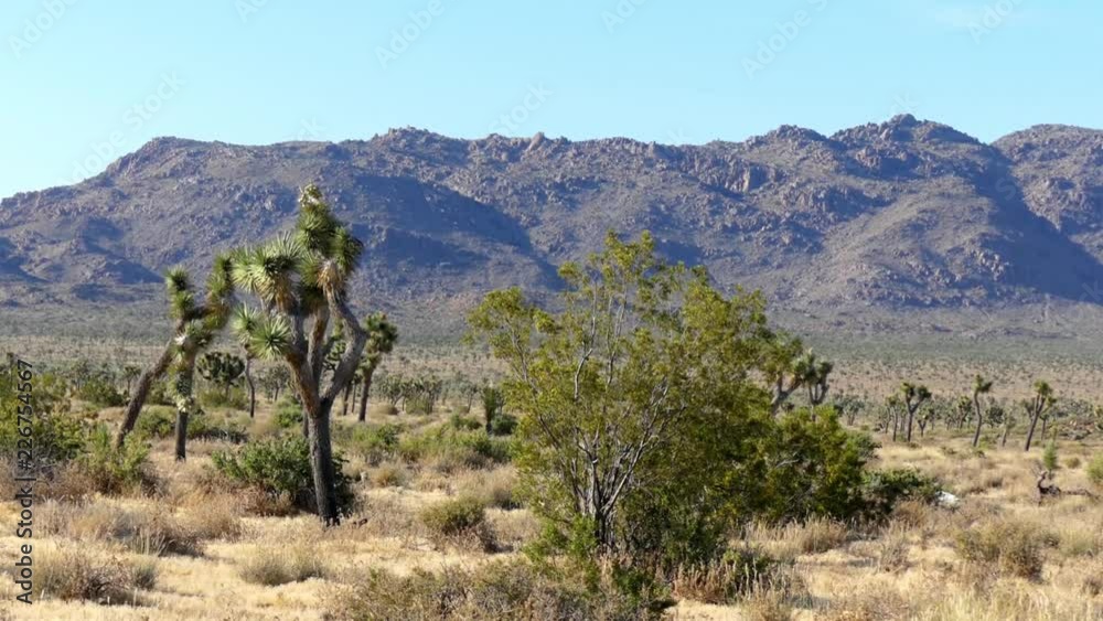 The Joshua Tree National Park in southeastern California, USA, 2017 The Joshua Tree National Park in southeastern California, USA, 2017