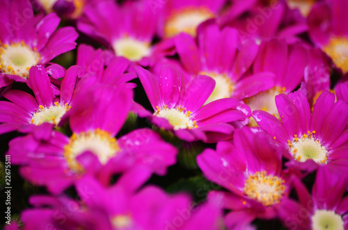 Pink Flowers Macro