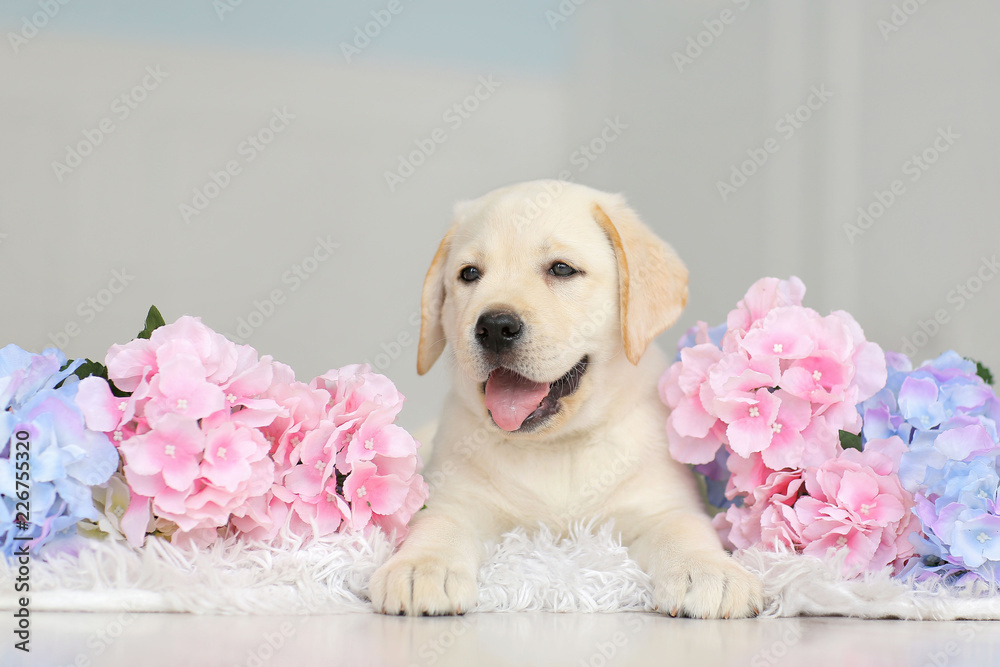 Labrador puppy with flowers - obrazy, fototapety, plakaty 