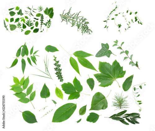 Collage of green leaves