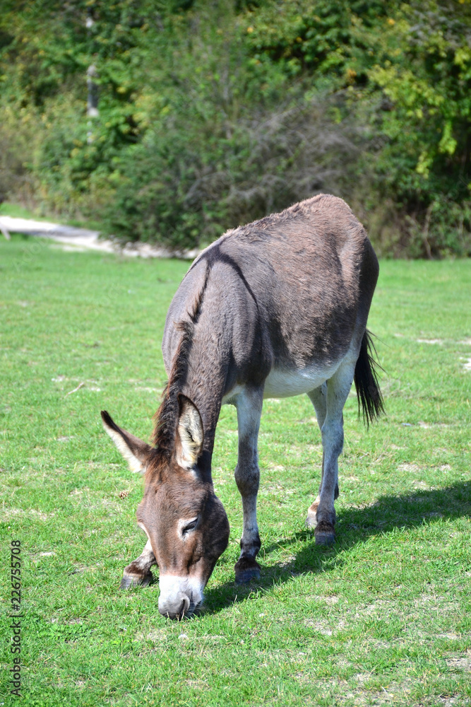 home donkey grazing on the green lawn home donkey grazing on the green lawn