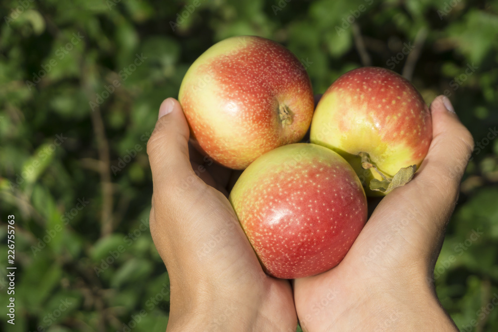 three fresh ripe apples in the palms on a blurred garden background three fresh ripe apples in the palms on a blurred garden background