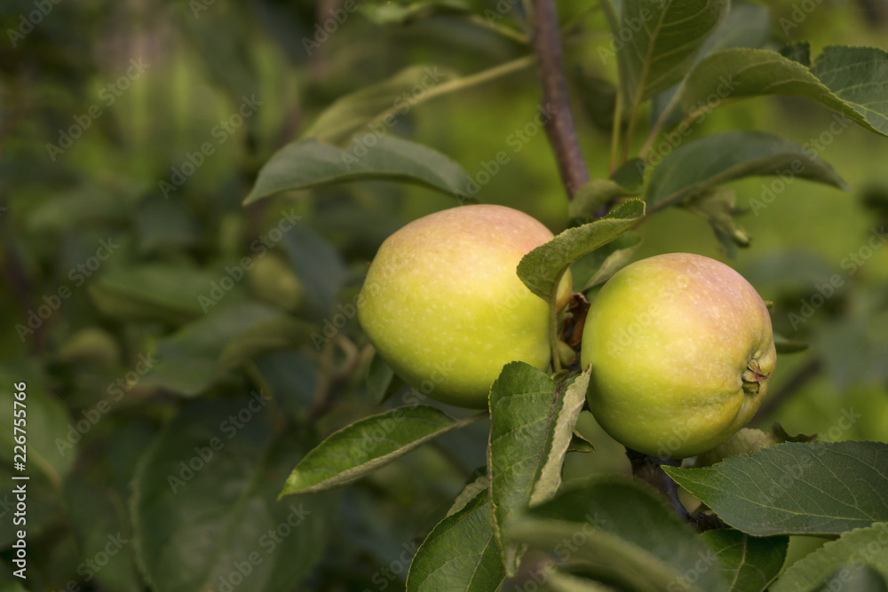 two half ripe small apples on a tree branch in the garden two half ripe small apples on a tree branch in the garden
