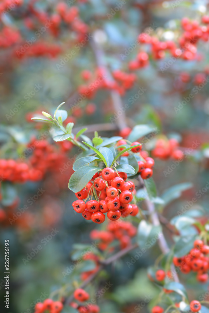 Fototapeta premium Narrowleaf firethorn
