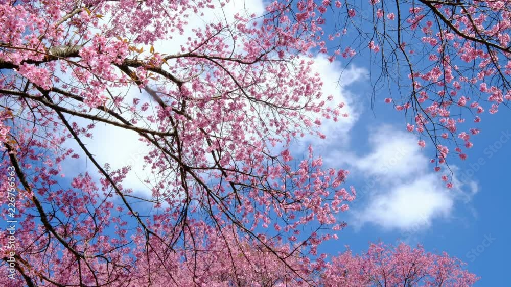 Sakura trees, pink cherry blossoming flowers, Spring season Sakura trees, pink cherry blossoming flowers, Spring season