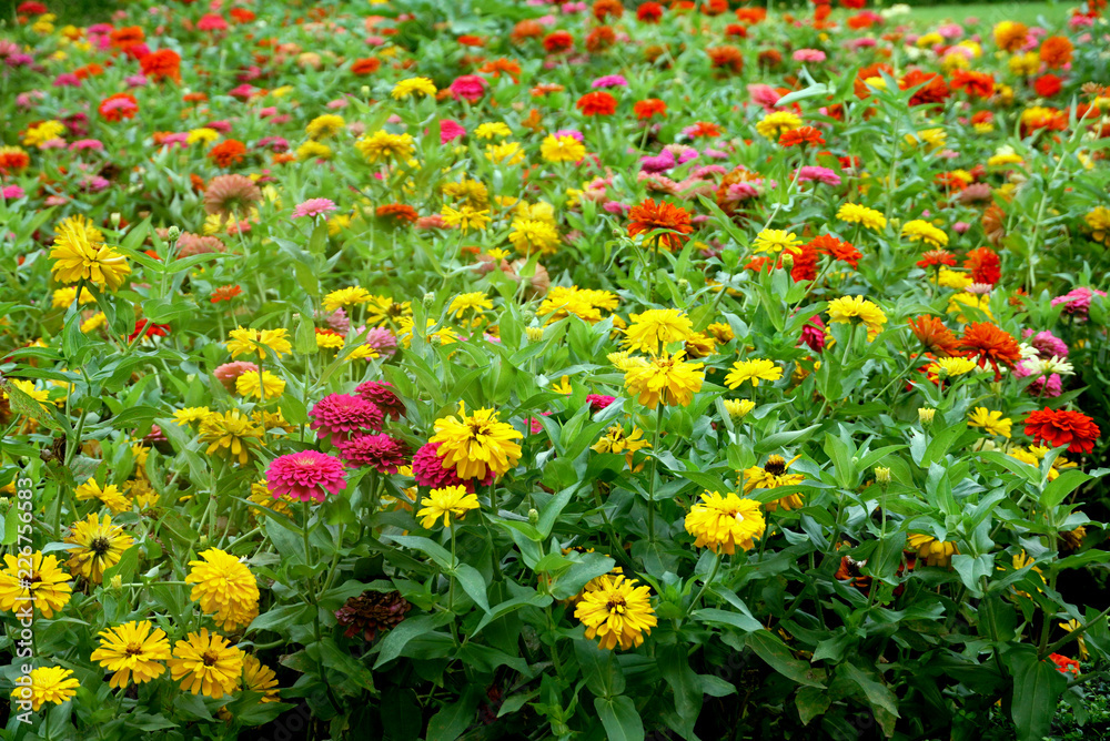 Colorful flowers in the garden