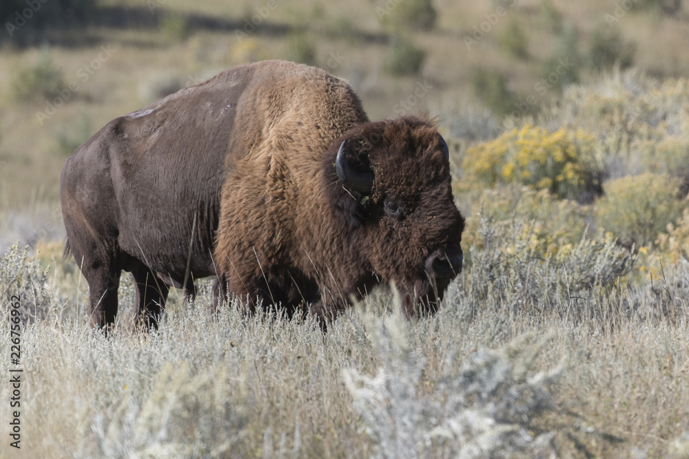 Old Male Bison at Theodore Roosevelt National Park in North Dakota, USA Old Male Bison at Theodore Roosevelt National Park in North Dakota, USA