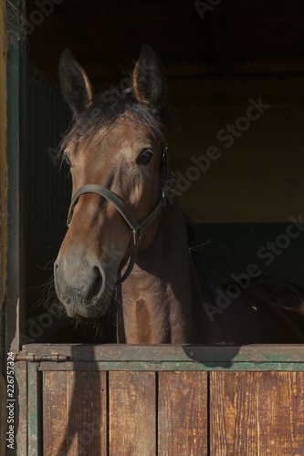 portrait of a horse in the stable