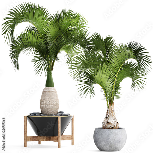 palm tree in a pot