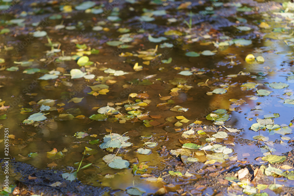 Autumn foliage in the puddle Autumn foliage in the puddle