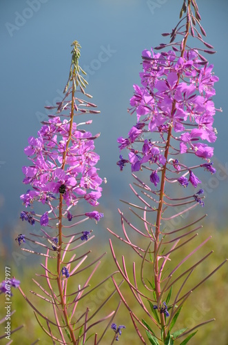 flowers in the North
