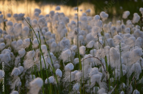 field of dandelions