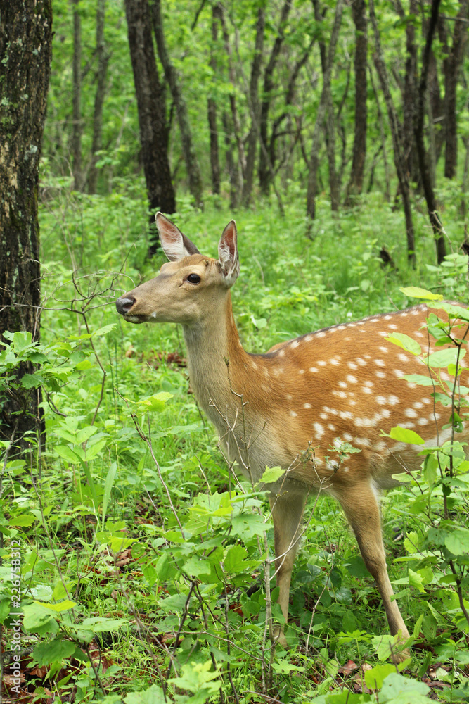 Spotted deer in a green forest.