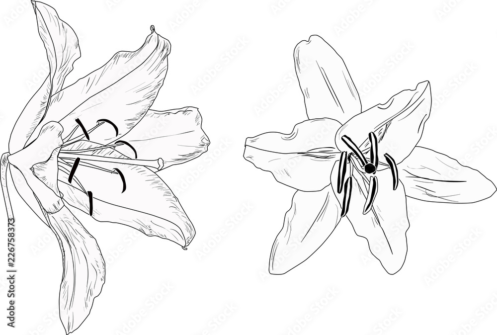 two black lily blooms outlines isolated on white